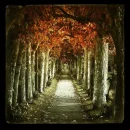 In the Woods