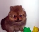 brownie my pomeranian