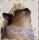 Cat & Mouse- Real Friends Accept You For Who You Are.