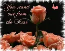 Stand out from the Rest Rose