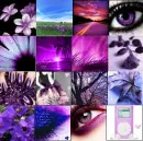 Purple Collage