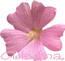 Aletha Flower