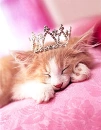 princess