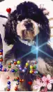 Doggy love
