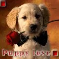 Puppy love