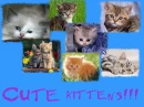 KITTIES!!!