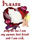 prayer for Sheba