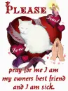 PRAY FOR SHEBA