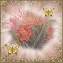 STEPHANIE--LILLIES