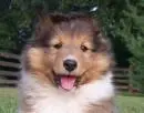 puppy!