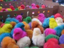 punk chickens