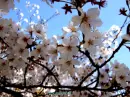 cherry blossom