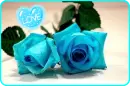 blue roses