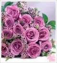 purple roses