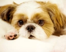 puppy