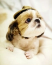 puppy