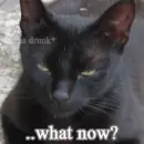 the drunk kitty