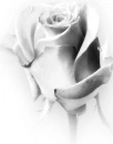 Rose of white