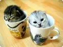 Wittle Teacup Franns