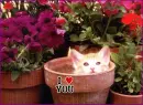 kitty in a pot