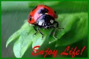 enjoy life!