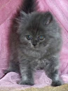 Introducing...Bella Blue