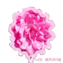 pink glitter rose