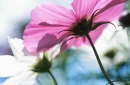 FLOR