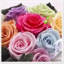 roses