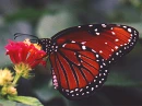 special butterfly