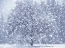 wintersnow