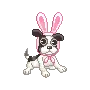 cute dog