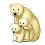 cute polar bear