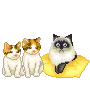 cute cats