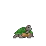 cute turtle