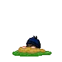 mole