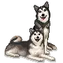 Cute huskies