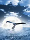 ocean