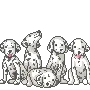 dalmatian dog