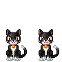 black cats
