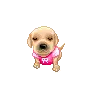 cute puppy