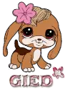 GIED