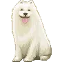 Cute dog