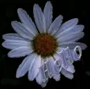 Daisy Hello