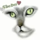 cat face 