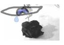 Black rose
