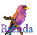 Bird-Brenda