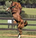 horse rearing