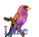Bird-Lillie