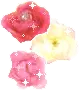roses